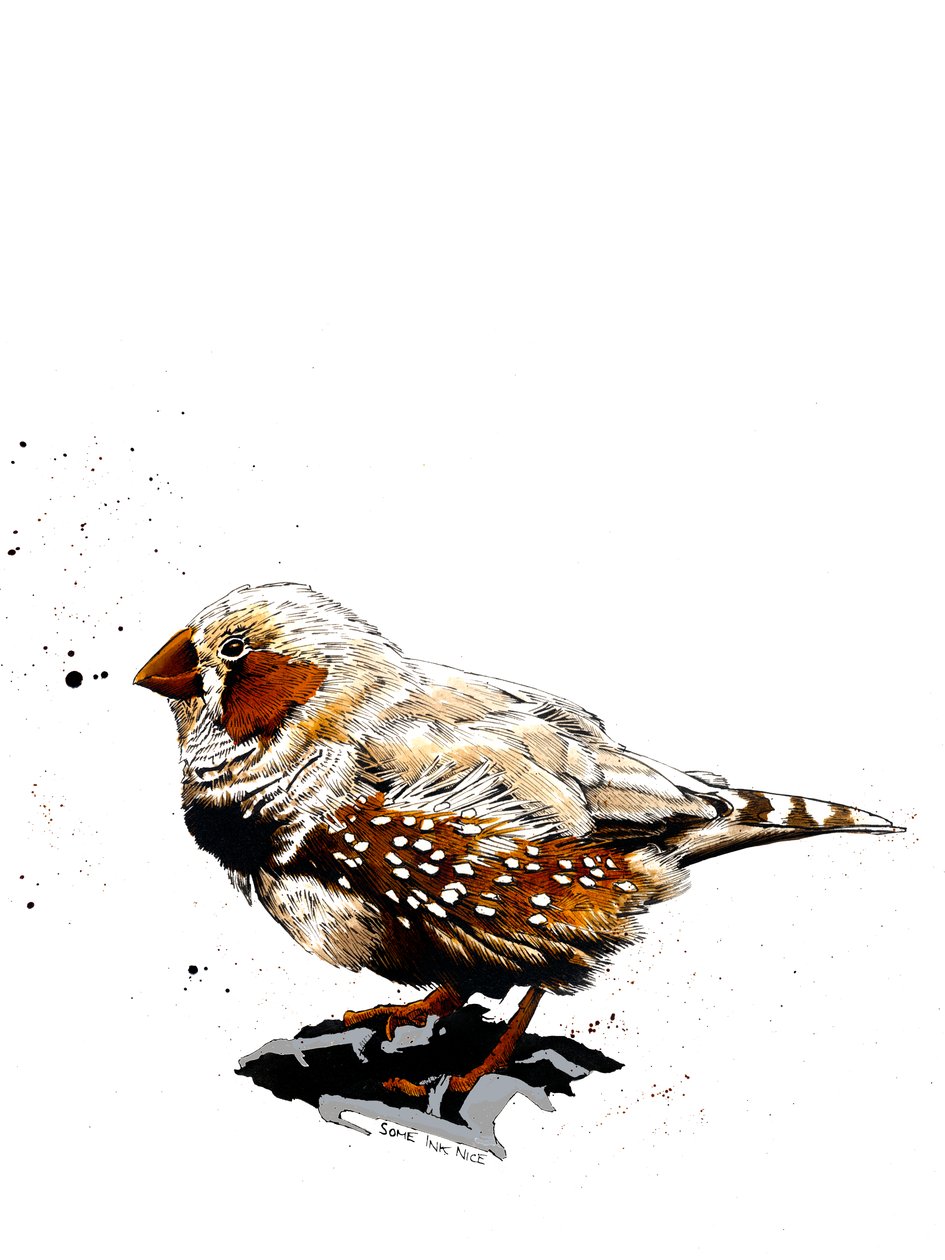 Zebrafinch na bílém, 2019 od Mike Davis