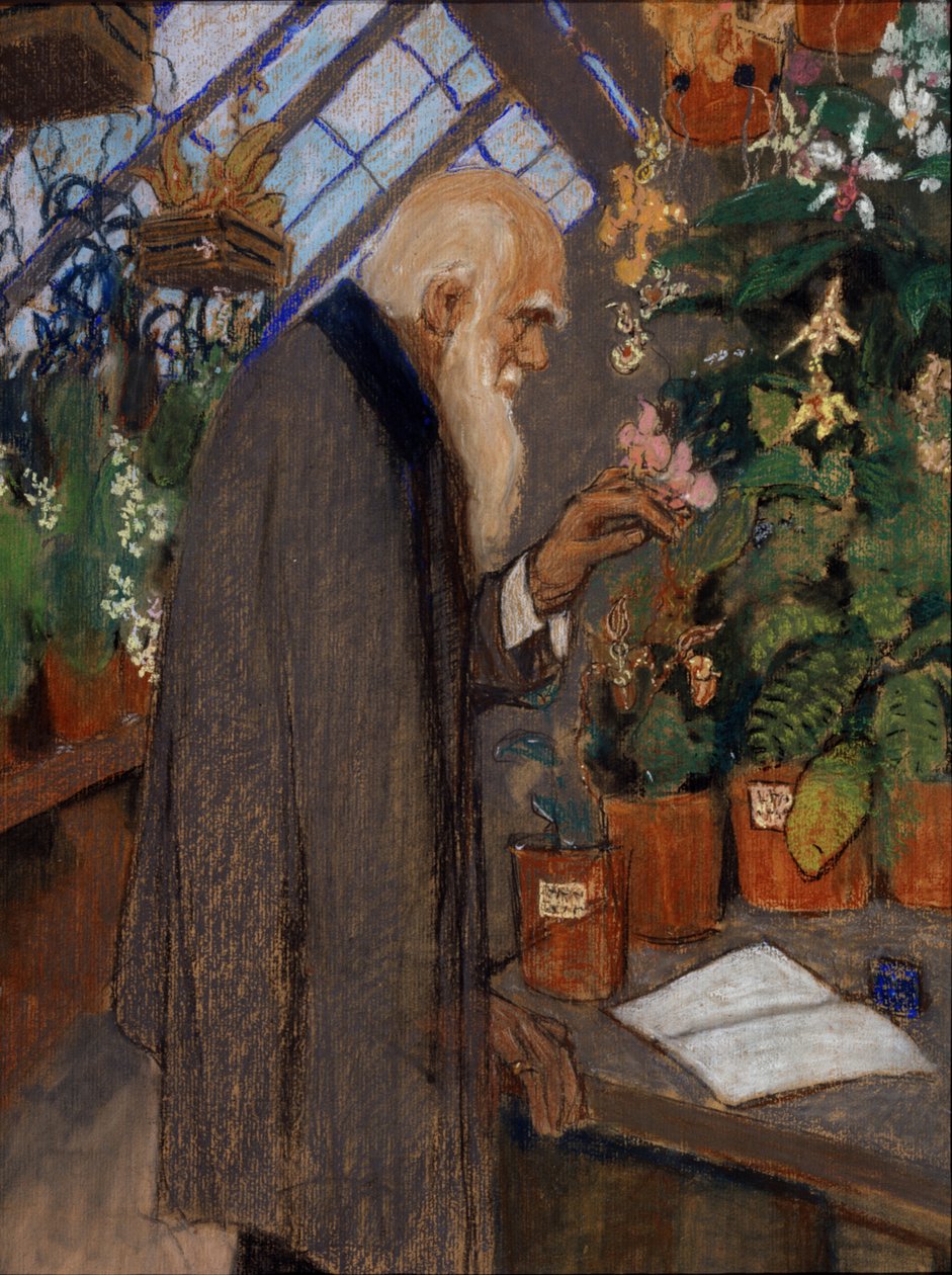 ""Portrét vědce Charlese Roberta Darwina (1809-1882) zkoumajícího rostliny ve skleníku Langdon-Down"" Obraz Michaila Dmitrieviče Ezuchevského (1880-1928) 1920 Státní Darwinovo muzeum, Moskva od Mikhail Dmitrievich Ezuchevsky