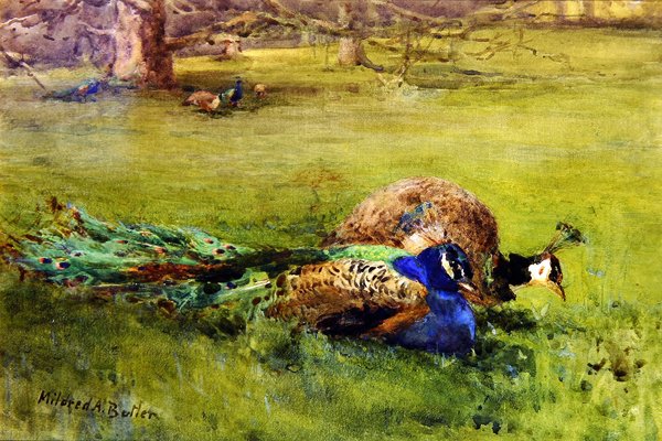 Pávi (akvarel na papíře) od Mildred Anne Butler