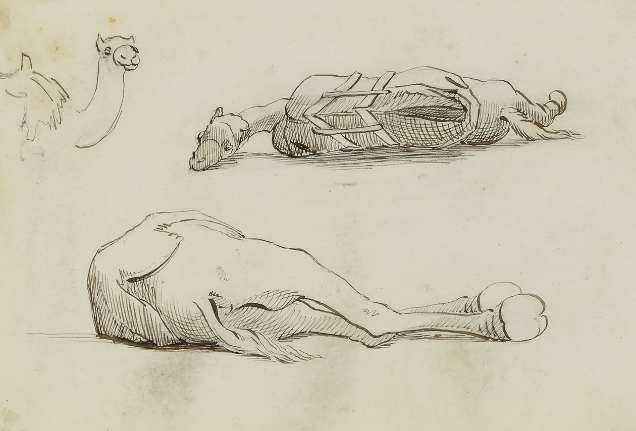 (Studie o velbloudech) od Miner Kilbourne Kellogg