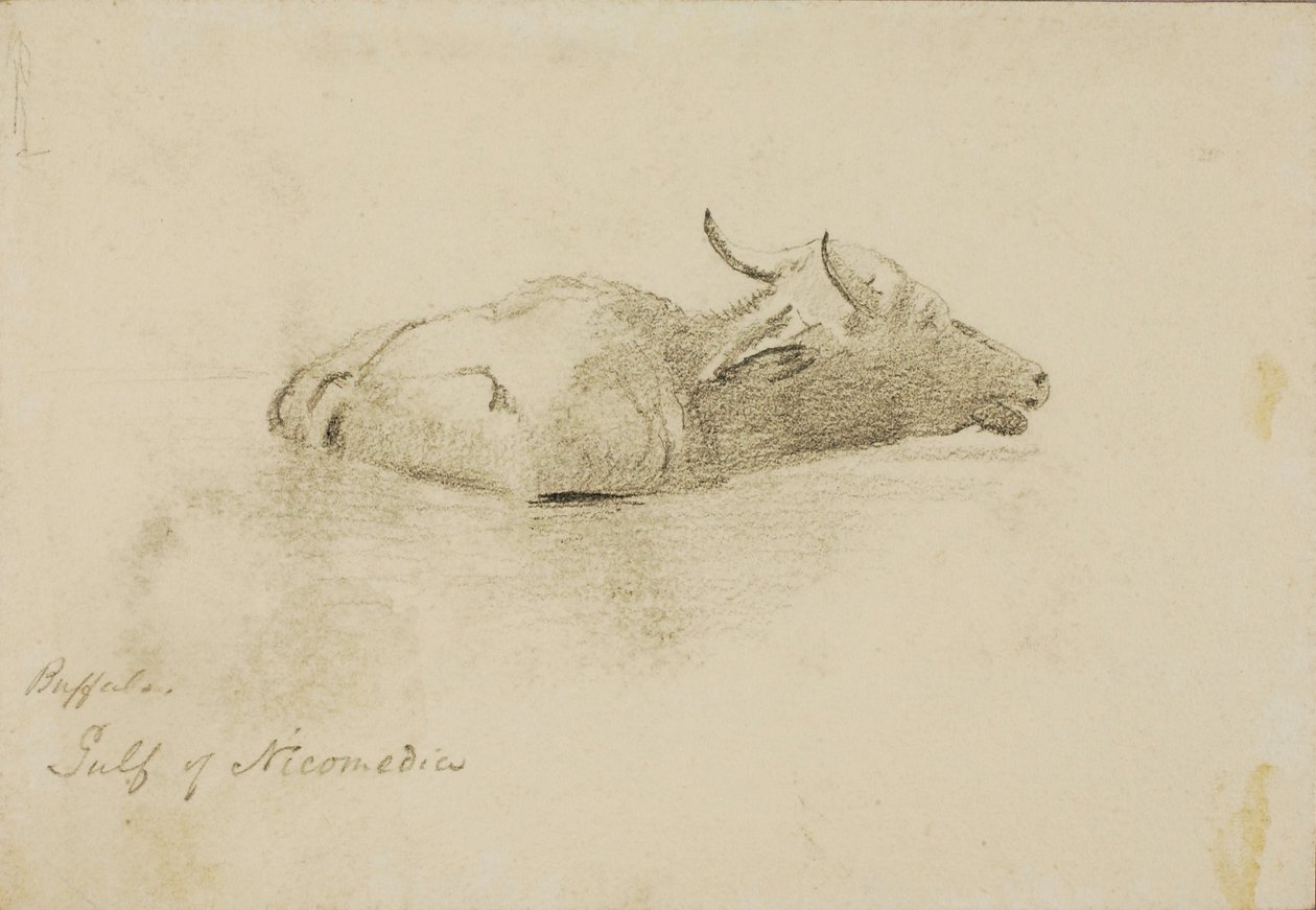 Buffalo, Nikomédský záliv od Miner Kilbourne Kellogg