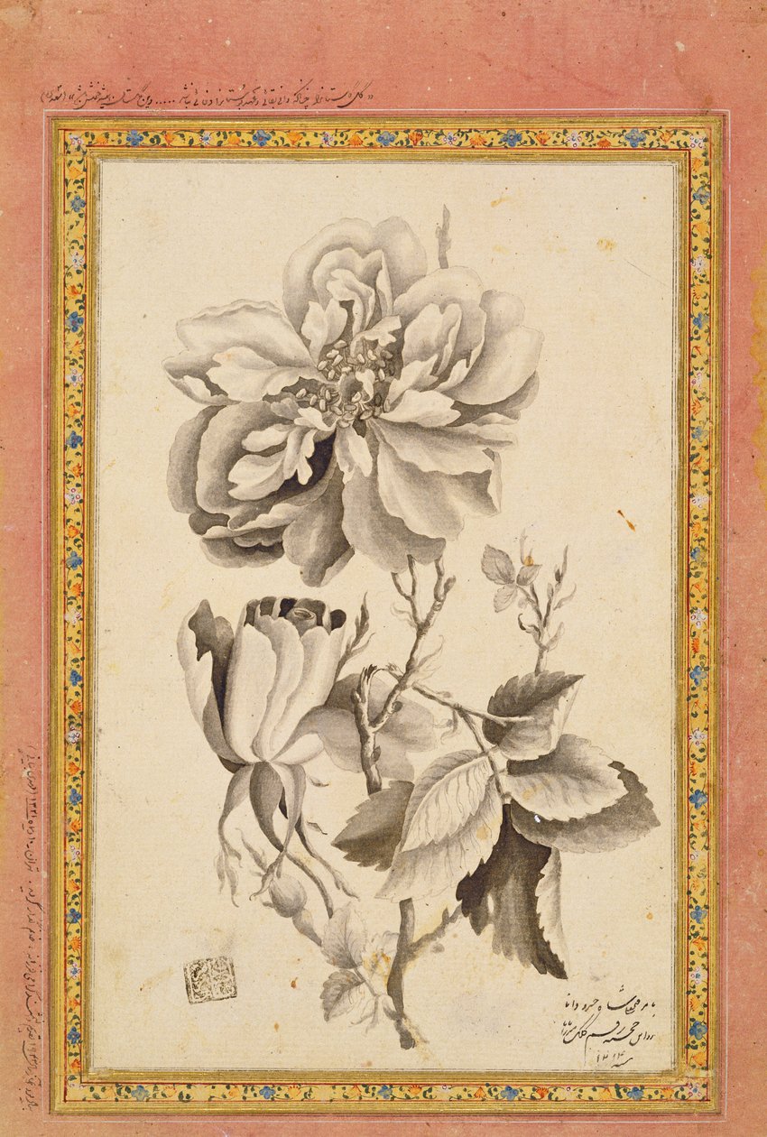 Rose, 1799-1800 (praní inkoustem na papíře) od Mirza Baba