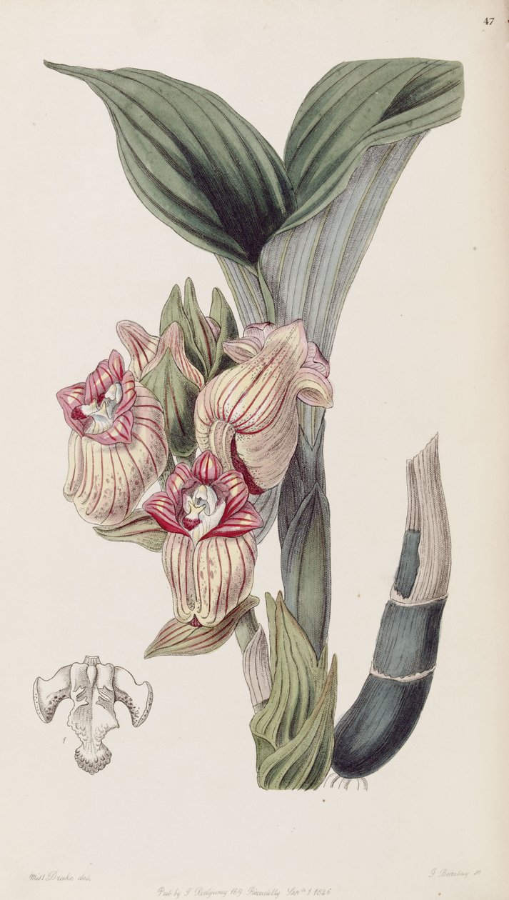 Acanthephippium javanicum (špalda Acanthophippium javanicum) od Miss Drake