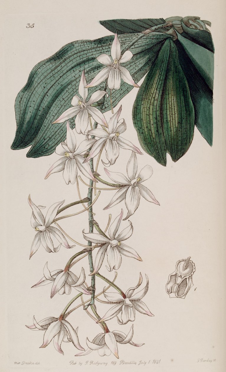 Aerangis biloba (jako syn. Angraecum bilobum) od Miss Drake