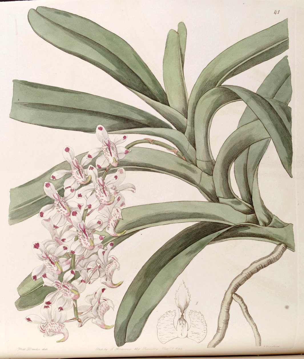 Aerides odoratum (jako syn. od Miss Drake