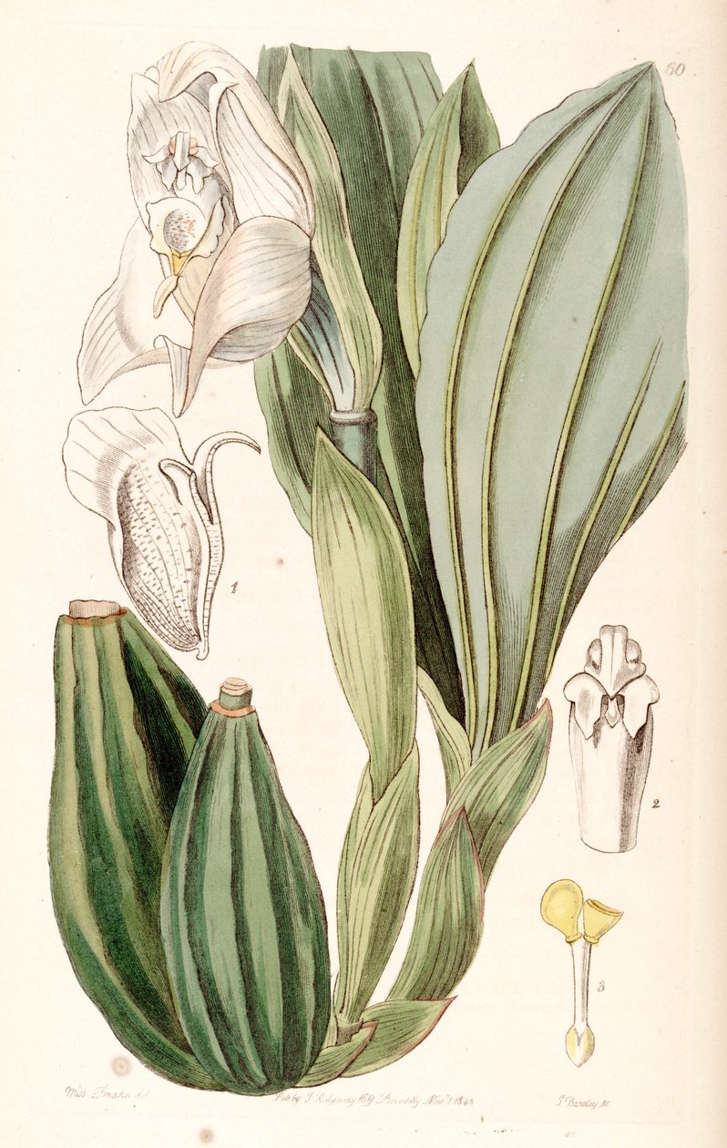 Anguloa uniflora od Miss Drake