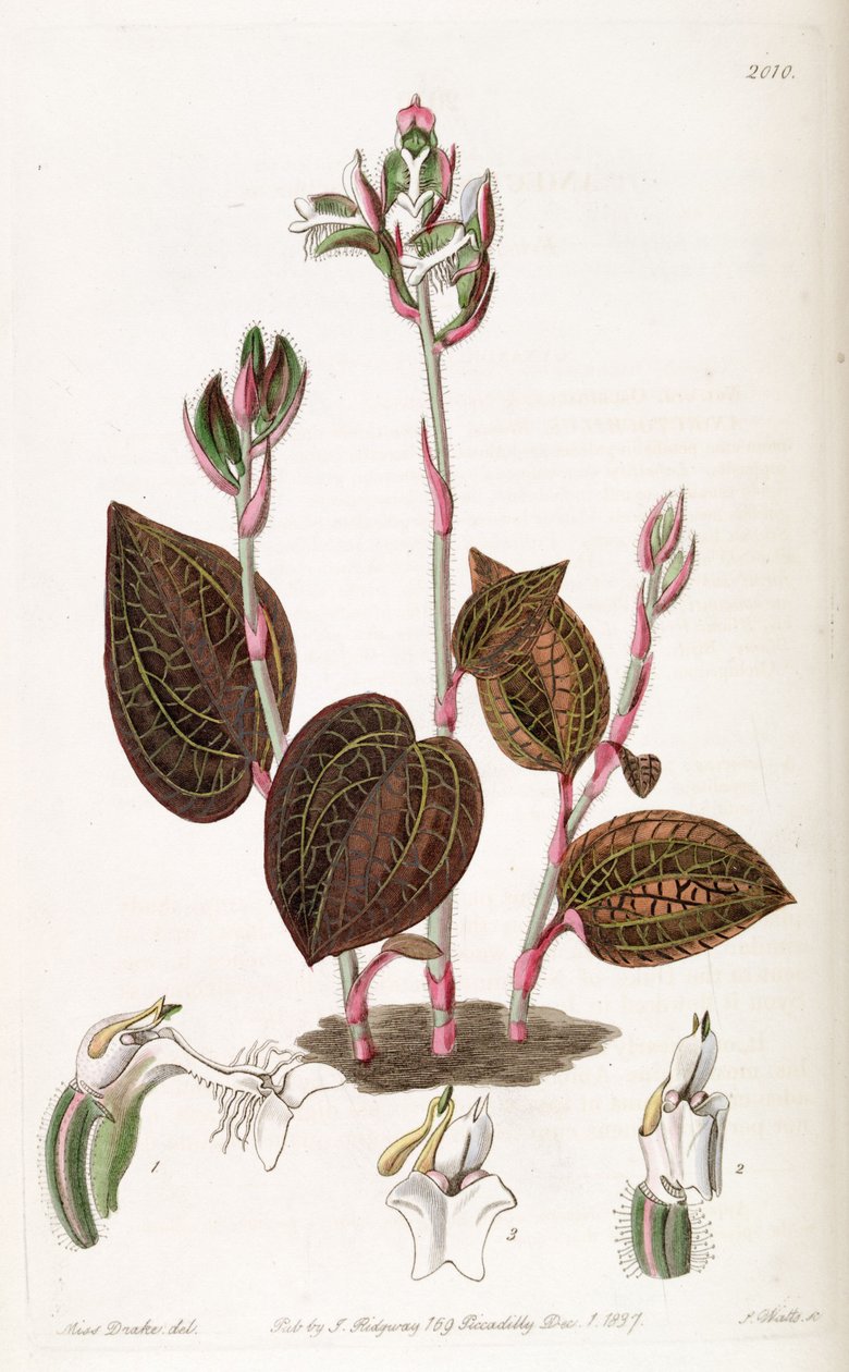 Anoectochilus setaceus od Miss Drake