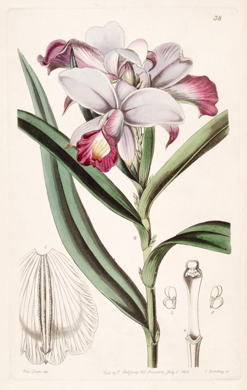 Arundina graminifolia (jako syn. Arundina hustá) od Miss Drake
