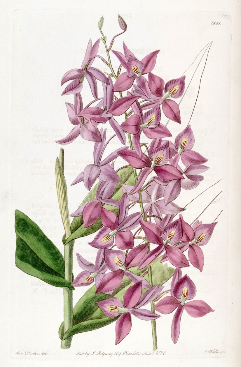 Barkeria skinneri (jako syn. Epidendrum skinneri) od Miss Drake