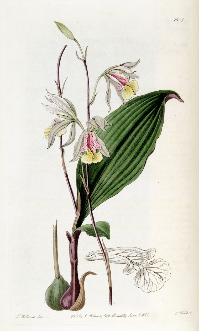 Bletia gracilis od Miss Drake