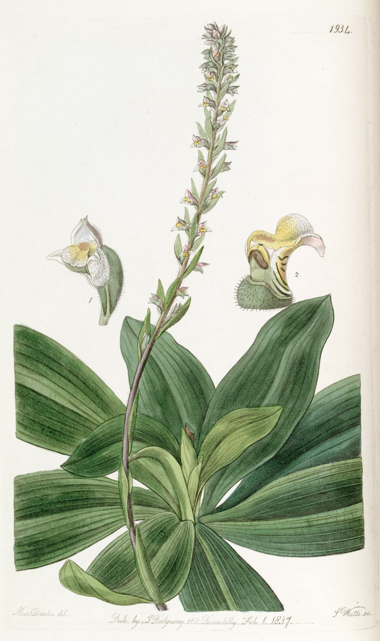 Brachystele bracteosa (jako syn. Spiranthes bracteosa) od Miss Drake