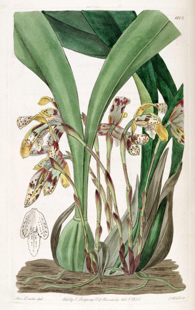 Brasiliorchis picta nebo Maxillaria od Miss Drake