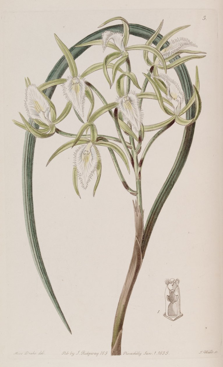 Brassavola martiana od Miss Drake