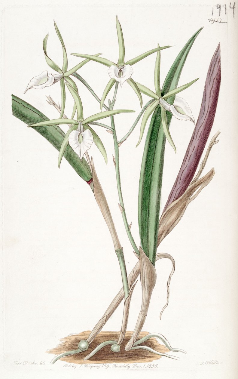 Brassavola subulifolia (jako syn. Bassavola cordata) od Miss Drake
