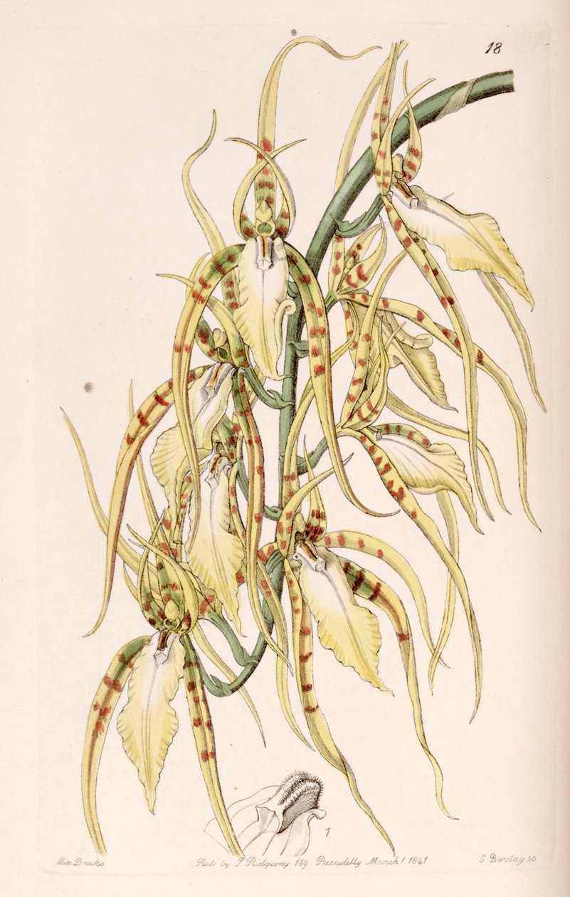 Brassia cochleata (jako syn. Brassia lawrenceana) od Miss Drake