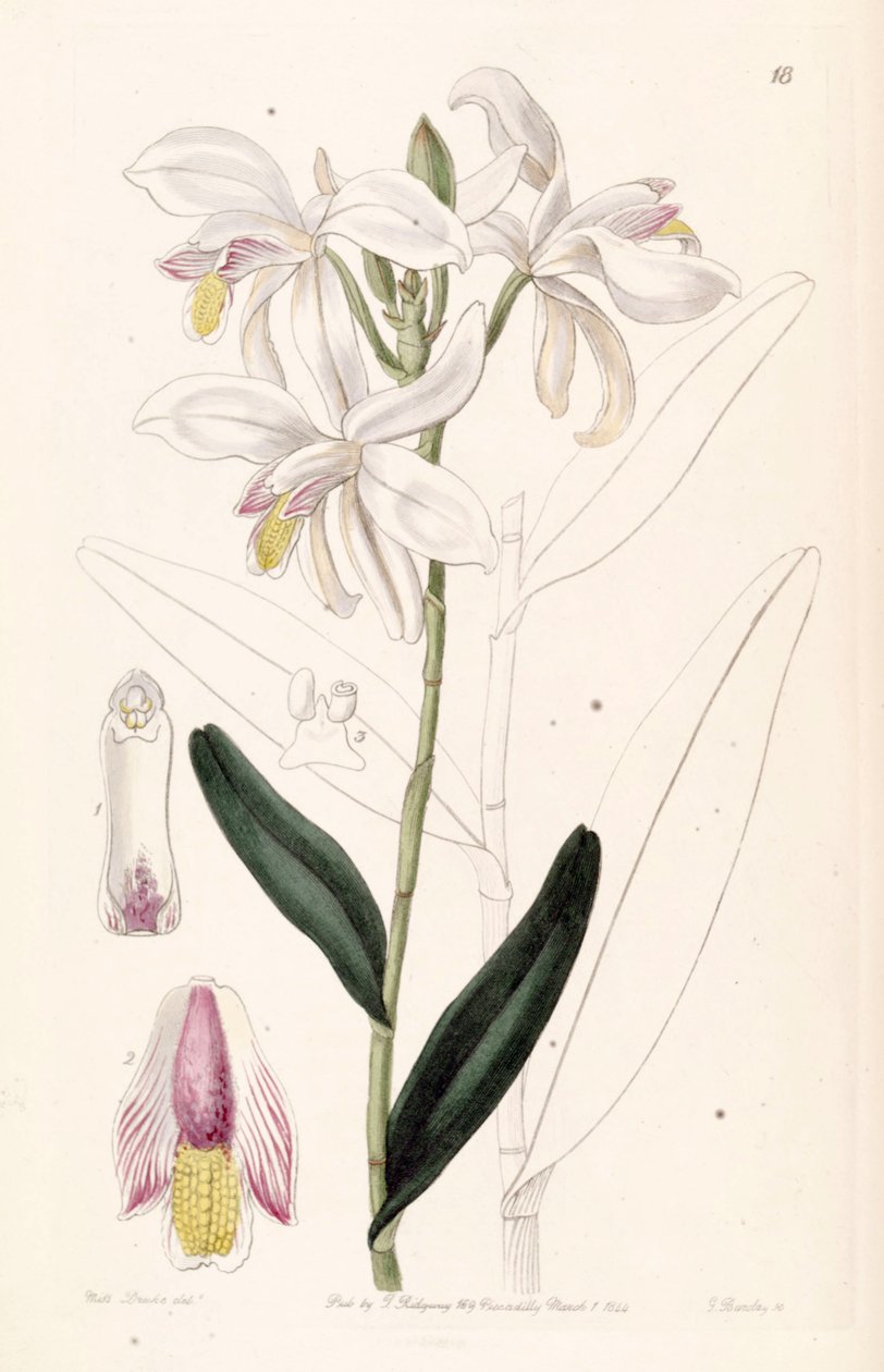 Bromheadia finlaysoniana (jako syn. Bromheadia palustris) od Miss Drake
