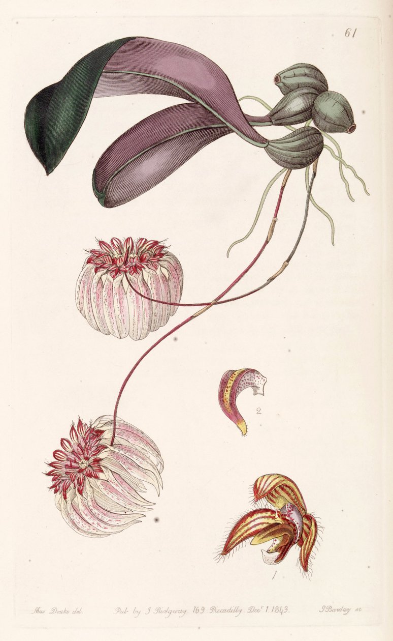 Bulbophyllum auratum (jako syn. Cirrhopetalum auratum) od Miss Drake