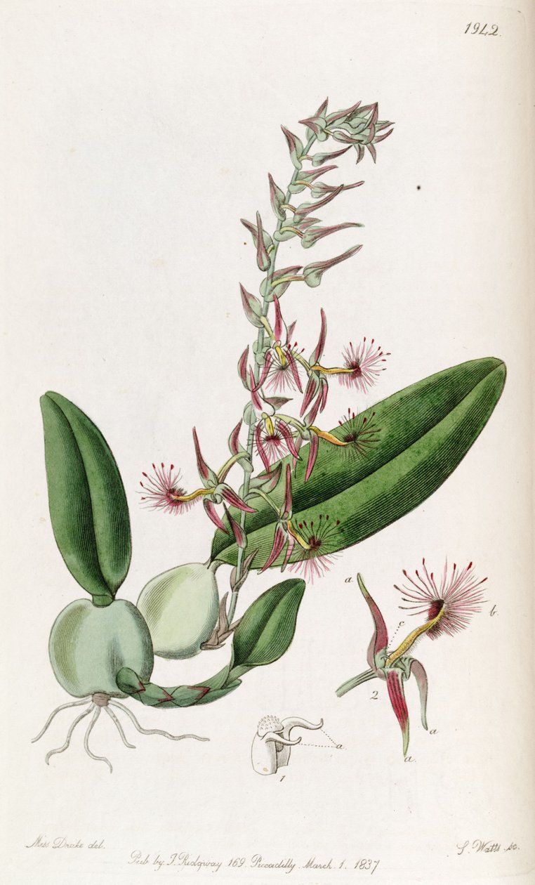 Bulbophyllum barbigerum (špalda Bolbophyllum barbigerum) od Miss Drake