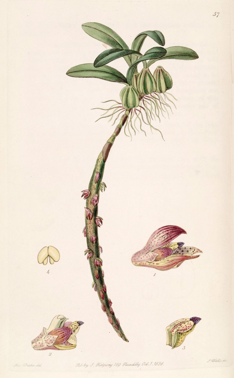 Bulbophyllum bracteolatum (špalda Bolbophyllum bracteolatum) od Miss Drake