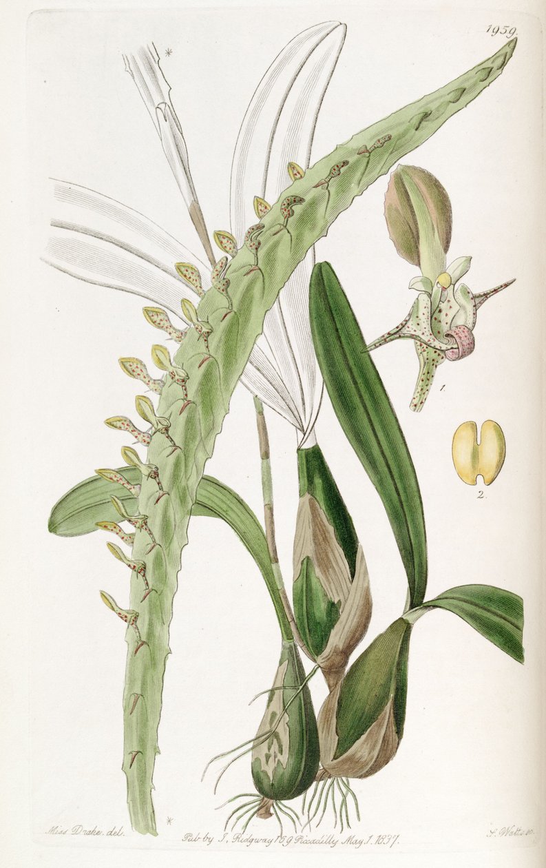 Bulbophyllum calyptratum var. calyptratum (jako syn. Megaclinium maximum) od Miss Drake