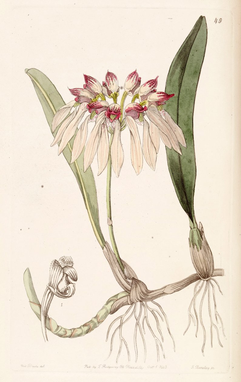 Bulbophyllum chinense (jako syn. Cirrhopetalum chinense) od Miss Drake