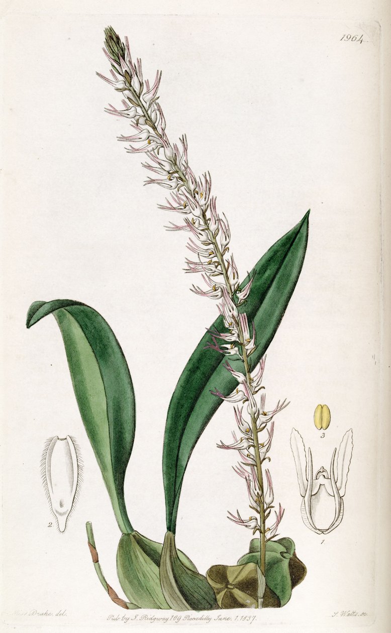 Bulbophyllum cocoinum (špalda Bolbophyllum cocoinum) od Miss Drake