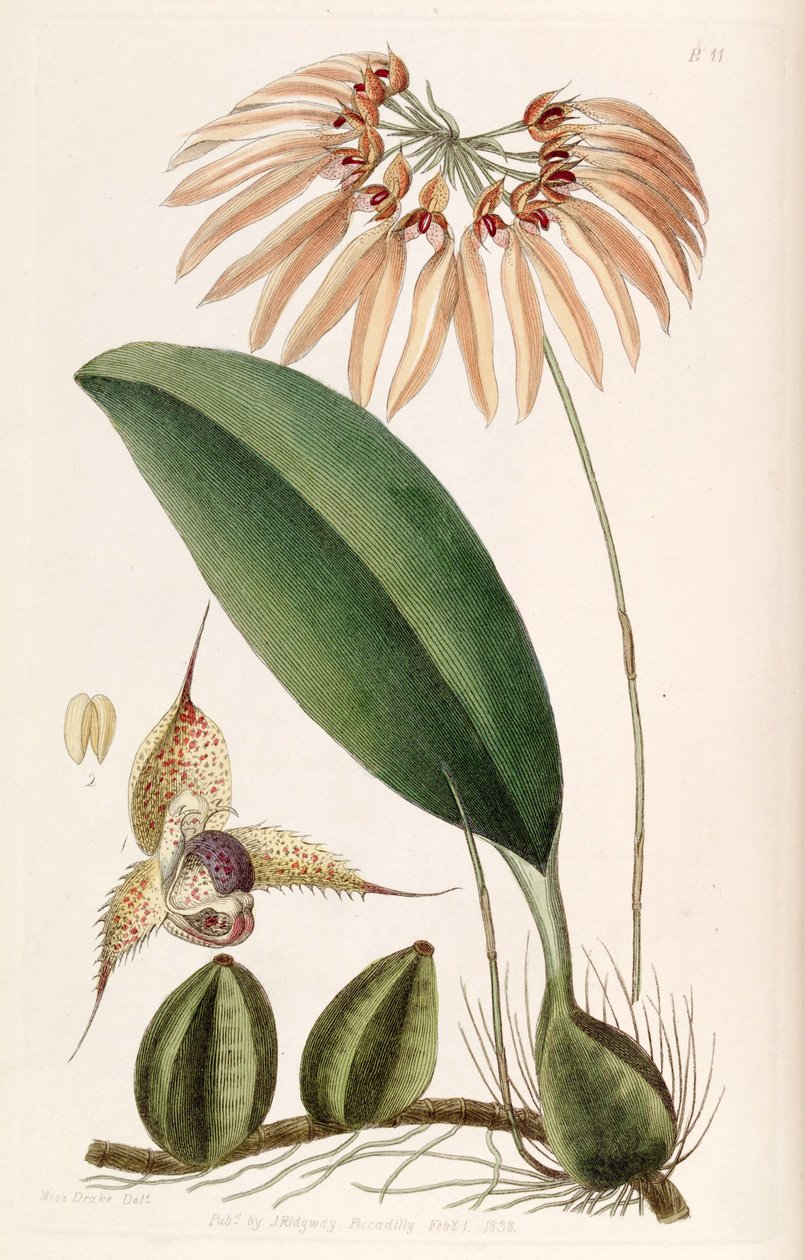 Bulbophyllum eberhardtii nebo Bulbophyllum longiflorum (jako syn. Cirrhopetalum thouarsii) od Miss Drake