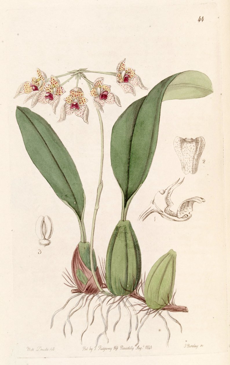 Bulbophyllum umbellatum (špalda Bolbophyllum umbellatum) od Miss Drake