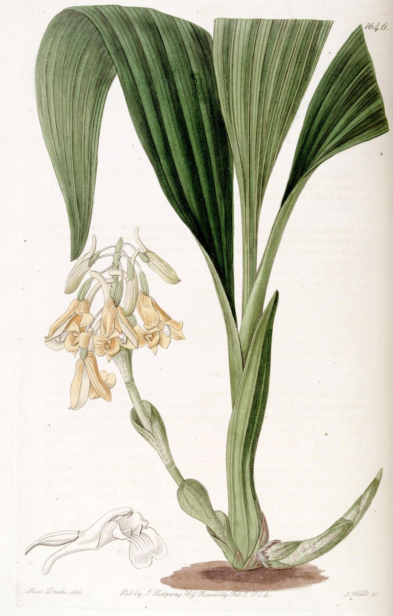 Calanthe densiflora od Miss Drake