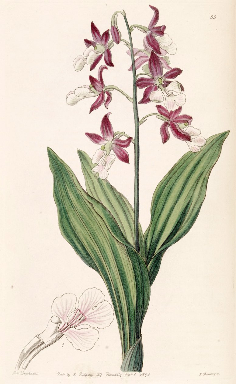 Calanthe discolor od Miss Drake