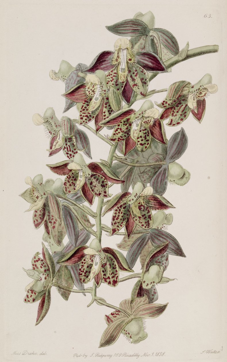Catasetum atratum od Miss Drake