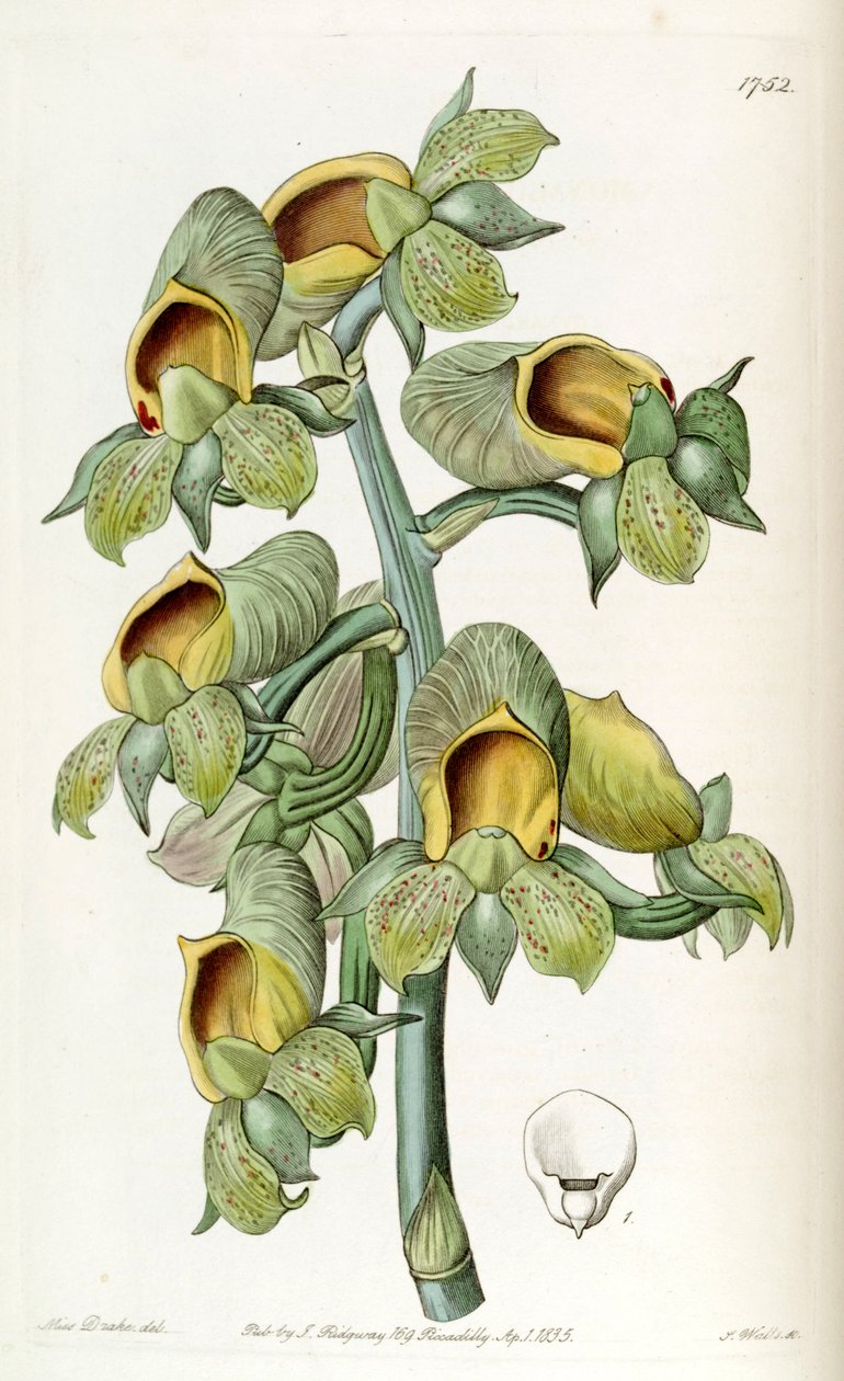 Catasetum cernuum (jako syn. Monachanthus viridis) od Miss Drake