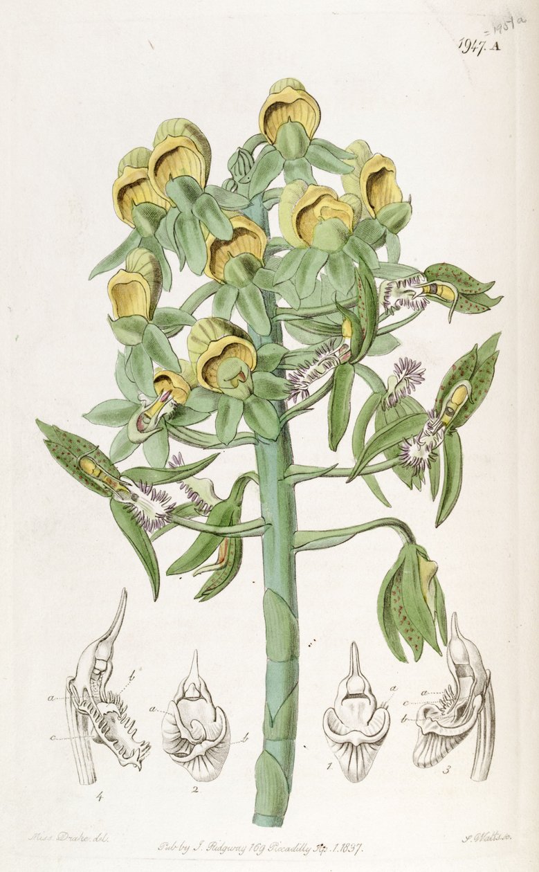 Catasetum cristatum, se samičími květy (nahoře) a samčími květy (dole).   Dr. John Lindley je mylně popsán jako Monochanthus cristatus a Myanthus cristatus od Miss Drake