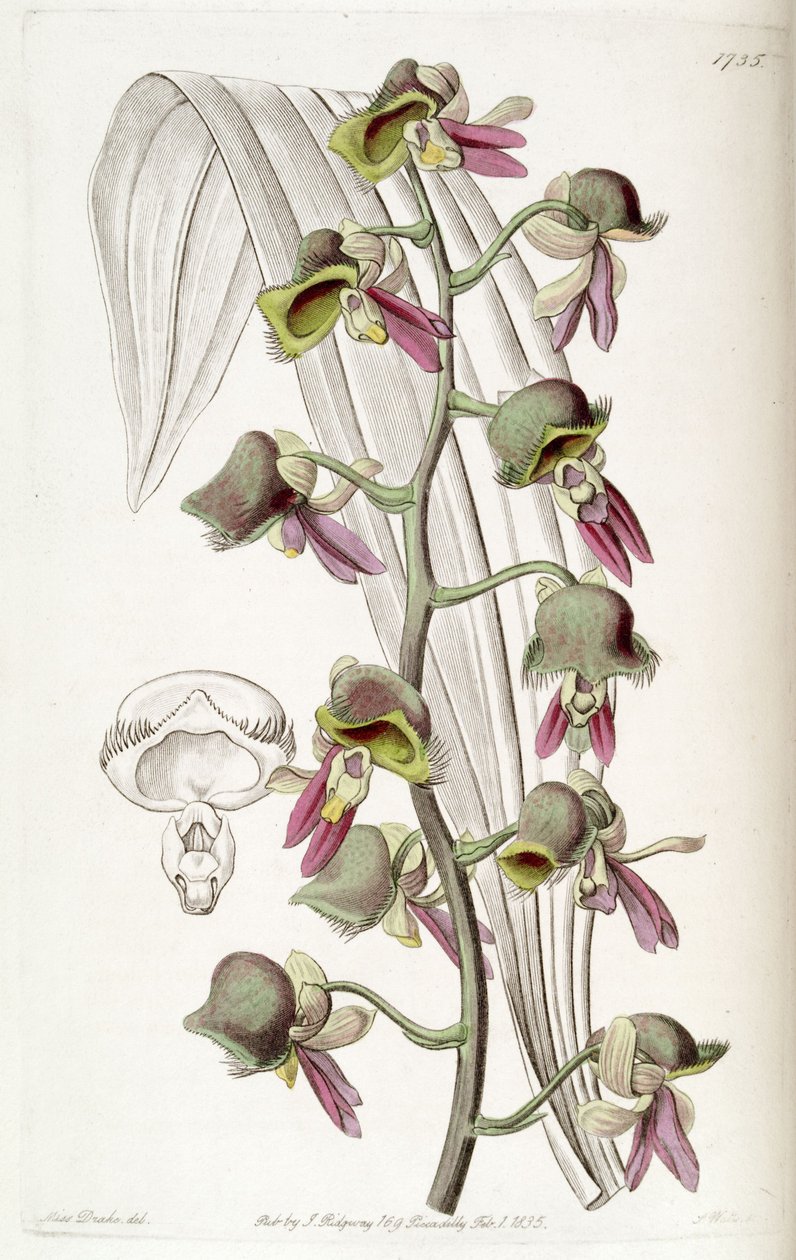 Catasetum discolor (jako syn. Monachanthus discolor) od Miss Drake