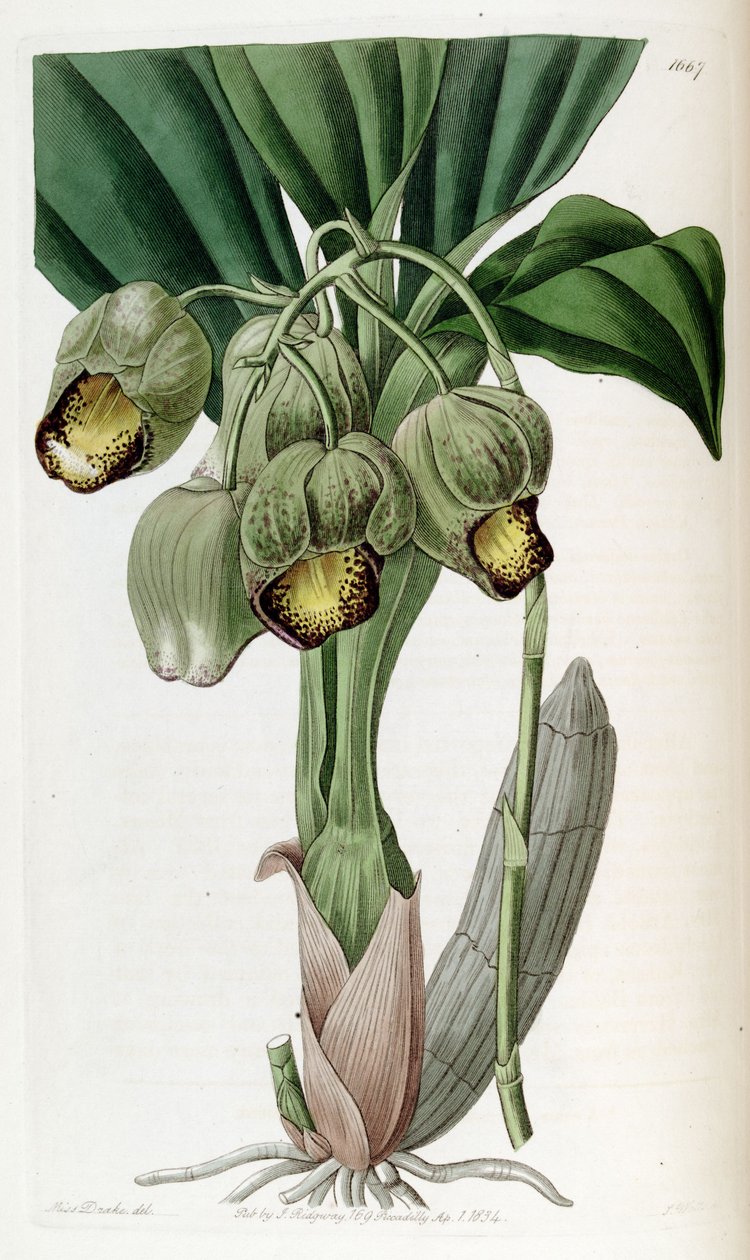 Catasetum luridum od Miss Drake