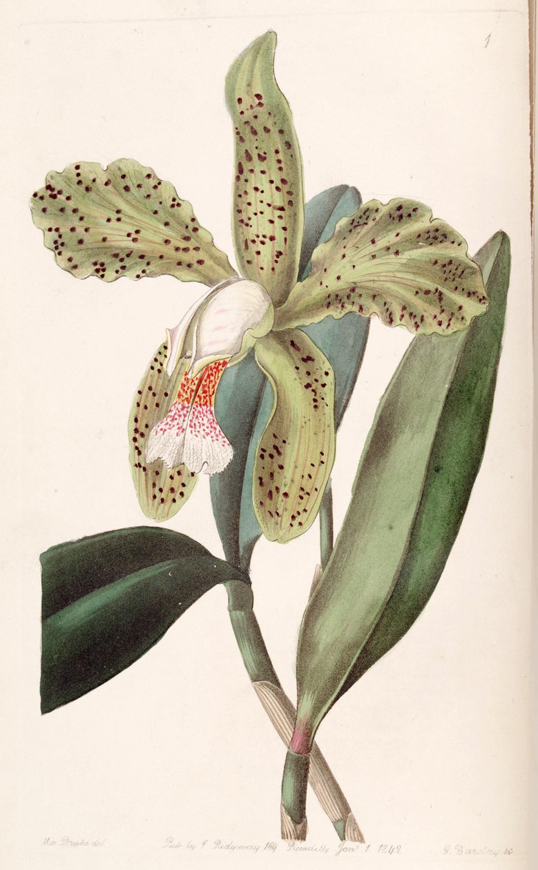 Cattleya granulosa od Miss Drake