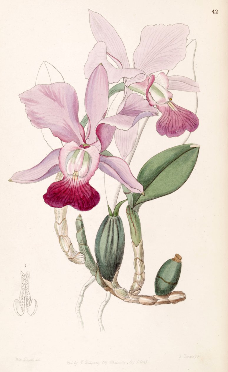 Cattleya walkeriana (jako syn. Cattleya bulbosa) od Miss Drake