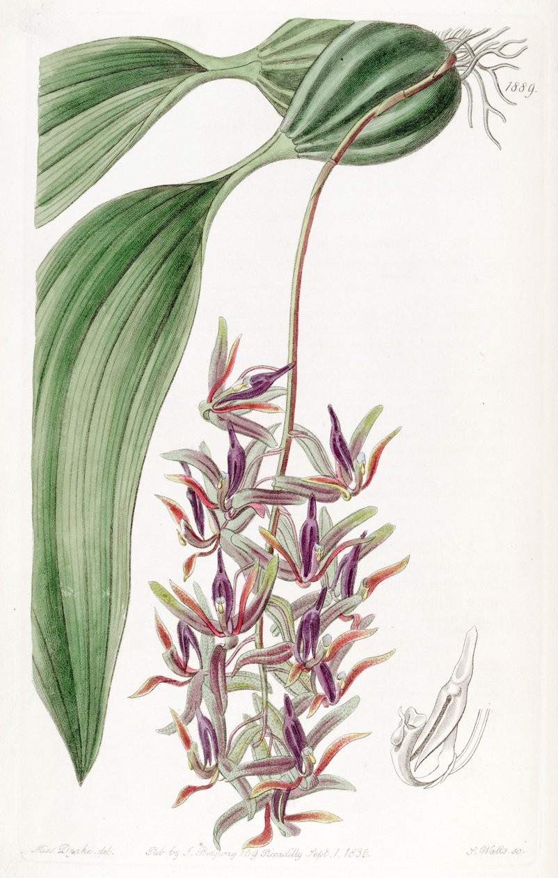 Cirrhaea dependens (jako syn. Cirrhaea tristis) od Miss Drake