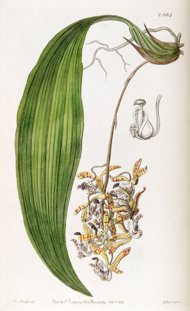 Cirrhaea loddigesii (jako syn. Cirrhaea obtusata) od Miss Drake