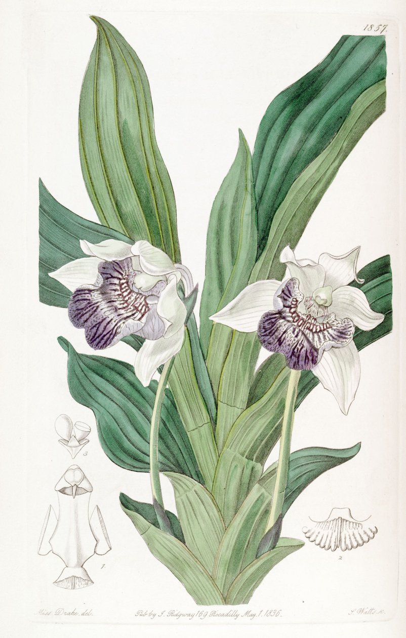 Cochleanthes flabelliformis (jako syn. Zygopetalum cochleare) od Miss Drake