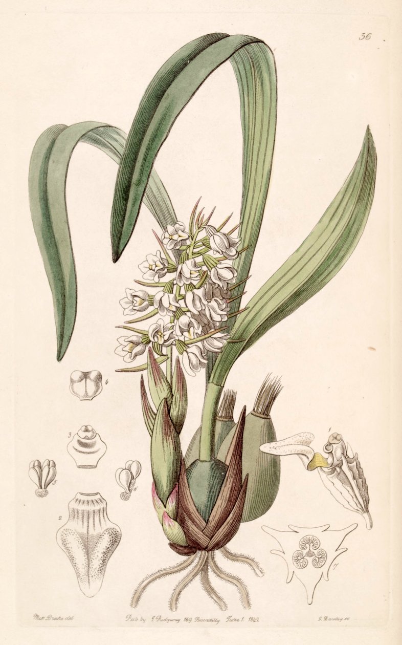Coelia triptera (jako syn. Coelia baueriana) od Miss Drake