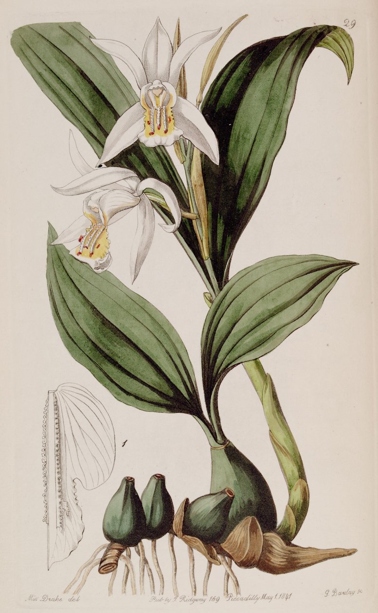Coelogyne cumingii od Miss Drake
