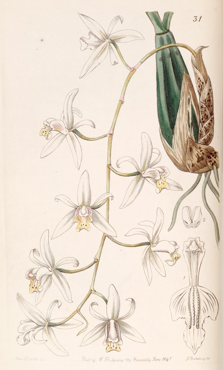 Coelogyne flaccida od Miss Drake