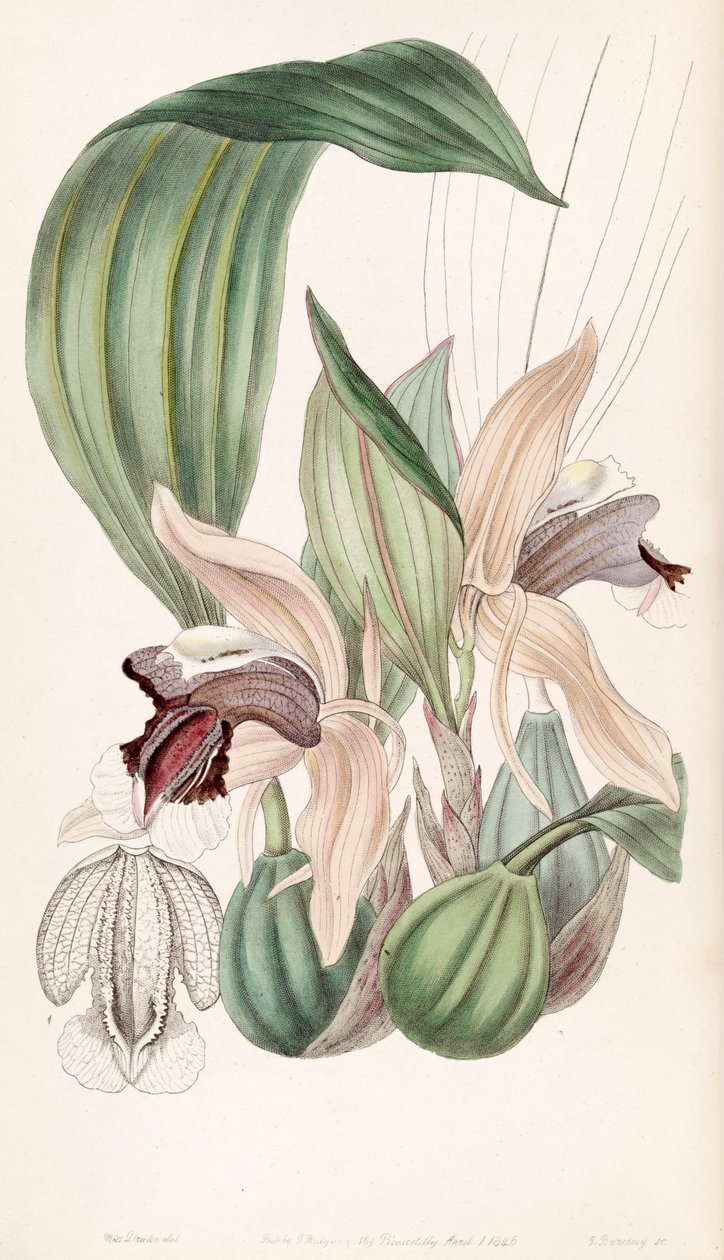 Coelogyne speciosa od Miss Drake