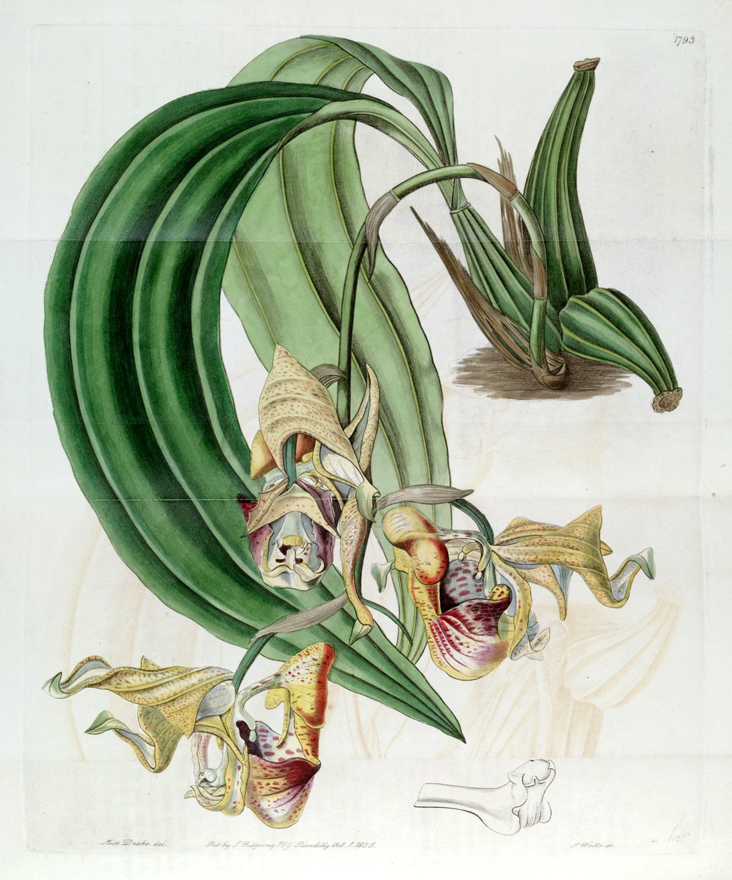 Coryanthes maculata od Miss Drake