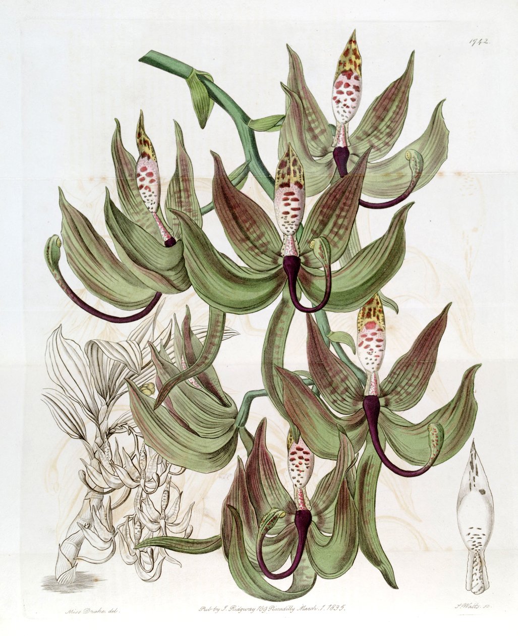 Cycnoches loddigesii od Miss Drake