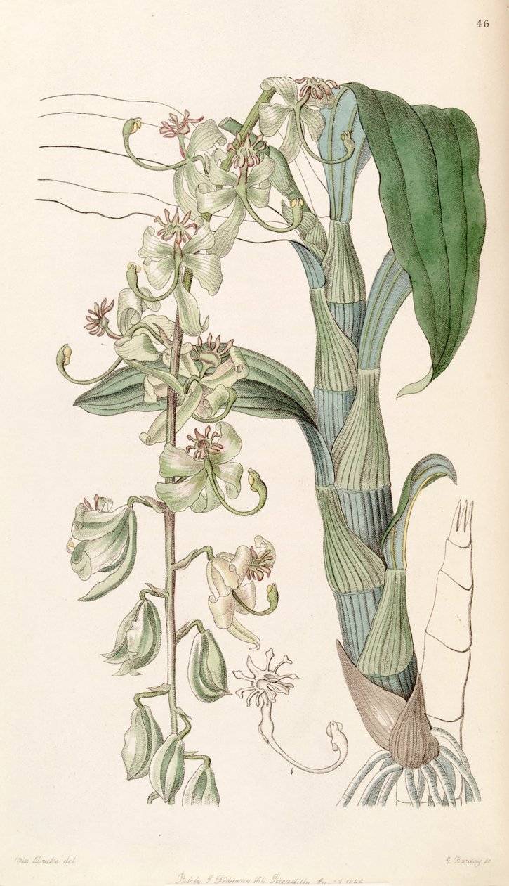 Cycnoches starryi (jako syn. Cycnoches egertonianum var. Zelený od Miss Drake