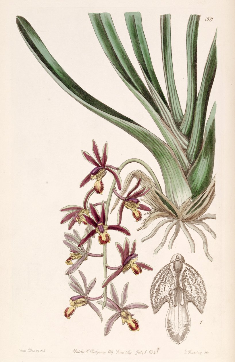 Cymbidium bicolor subsp. pubescens (jako syn. Cymbidium pubescens) od Miss Drake