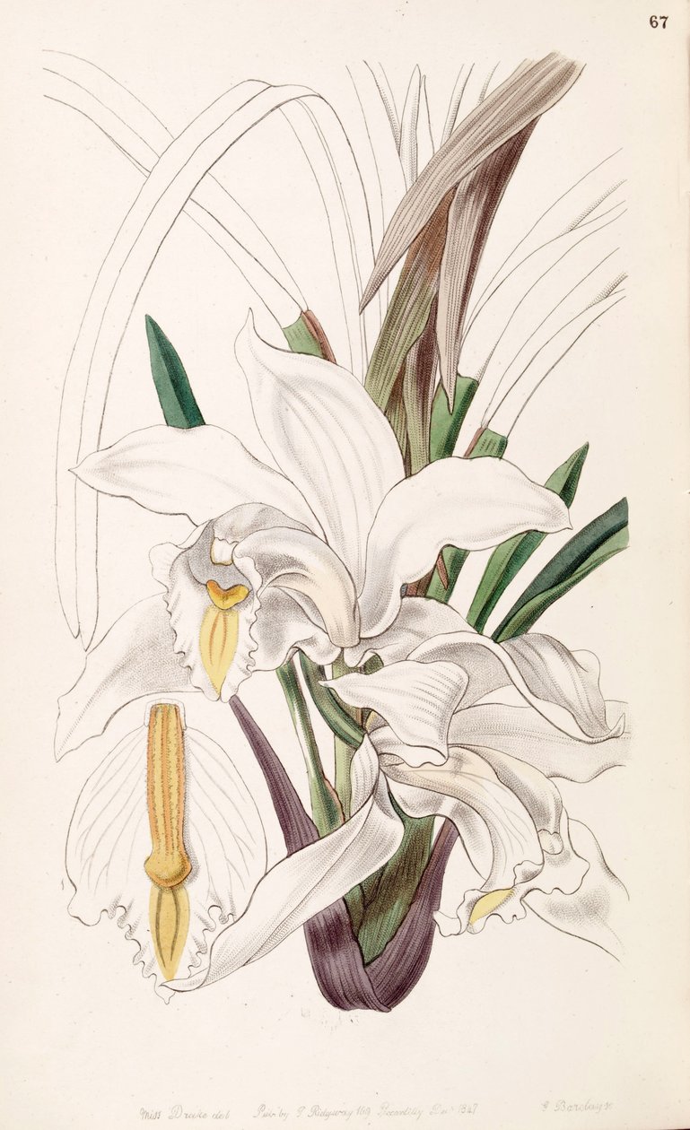Cymbidium ivory od Miss Drake
