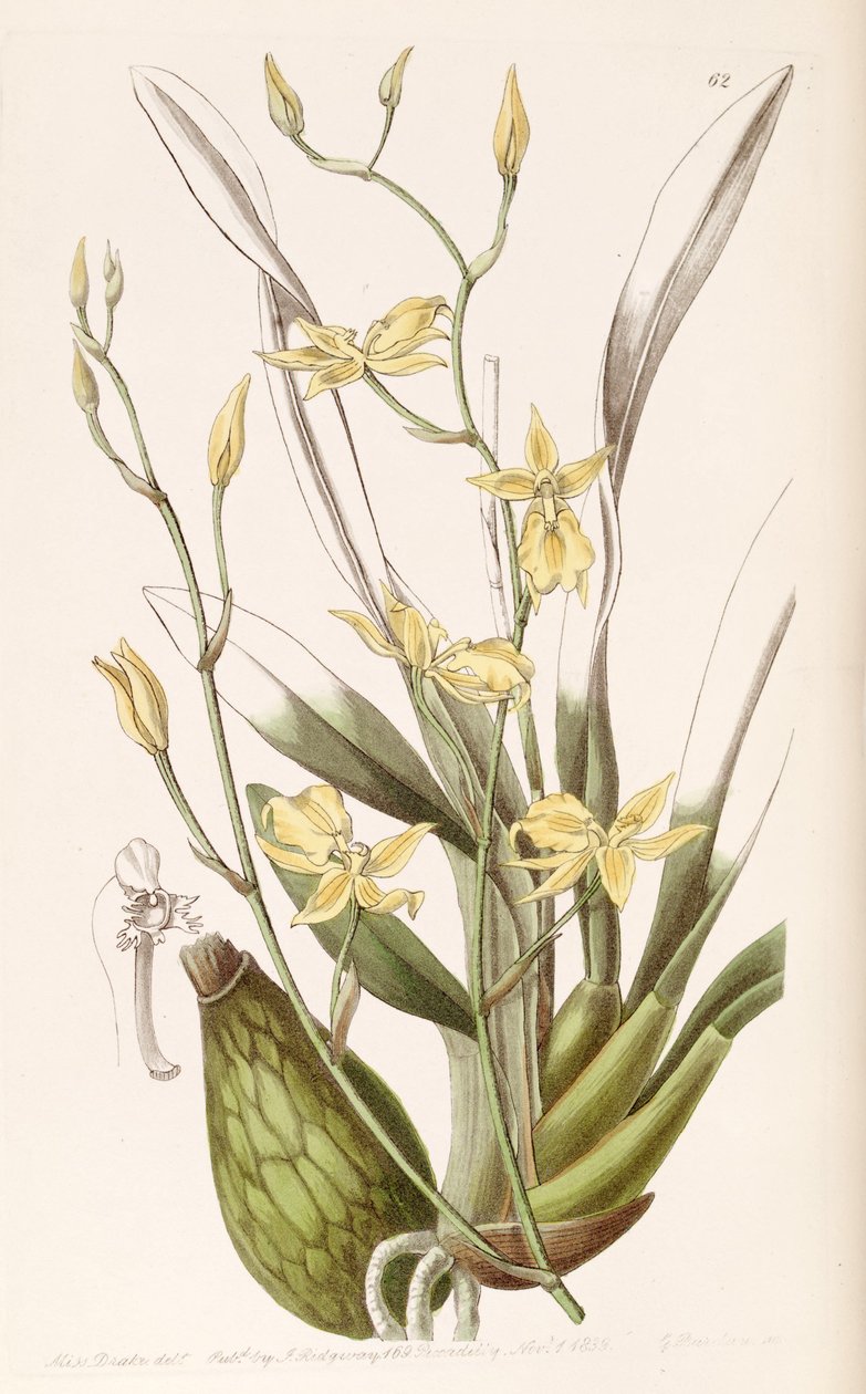 Cyrtochilum aureum (jako syn. Cyrtochilum mystacinum) od Miss Drake